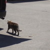 ラスカルスズカに会いにいったが・・猫が可愛い