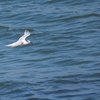 サンドイッチアジサシ Sandwich Tern