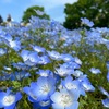 23年5月の長居植物園のお話。