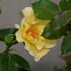 金蓮歩咲く！2015/05/23