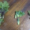 春の山菜