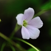 ご近所さんの花木