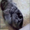 激しい猫同士の戦い！一方的に猫キックを入れているのに明らかに負けている猫ｗｗ（GIF画像）／快眠支援・睡眠記録アプリ「ぐっすりーニャ」