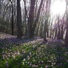 三毳山かたくりの群生地は２か所！三毳山のカタクリはどこにある？