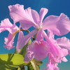 Cattleya warneri f. concolor &#039;Rio Casca&#039;