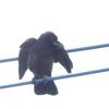 黒天使降臨 ～カラスのこども～