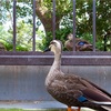 【写真】スナップショット（2018/6/24)神戸市立王子動物園その1