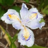 アヤメ科のシャガとニワゼキショウの花