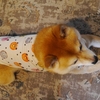 涼しい部屋で、だよ