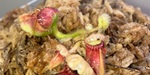 セファロタス成長記録=2026/8月31日 #食虫植物 #icos #BGM #ボカロ #初音ミク