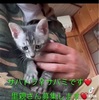 神戸アニマルリンク入所情報🐱