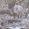 足立森林公園　猪遭遇など