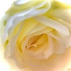 夢のように美しく香りの素晴らしい白薔薇ヨハネパウロ二世✳︎⚪️✳︎🤍✳︎◻️✳︎