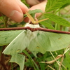 緑色の大きな蛾の正体は？　春から夏まで目にするオオミズアオには毒がある？絶滅危惧種なの？疑問を解決
