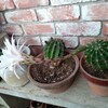 我が家の丹下丸の花