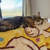 猫の幸せは自分も幸せ♪