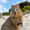 オーストラリアの動物がそんなに危険じゃないことを示す可愛い画像集