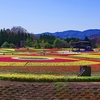 備北公園のチューリップ見ごろ　2026.04.10