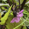 夏野菜　ナスビ02【開花しました】