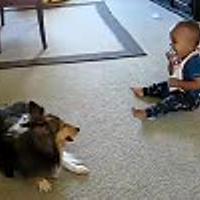 わんわんお とは ウェブの人気 最新記事を集めました はてな