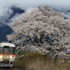 宮田の桜