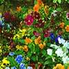 「花」について考える