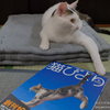 【お知らせ】「猫びより2018年7月号」に写真が掲載されました