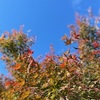 青い空　秋の葉っぱが　似合います（＾ν＾）