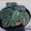 白鷹（はくたか） Hakutaka - 古典園芸植物 細辛の世界