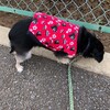 まろにー1197日目