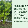今年も「はるみ」に花は咲かず。それでも諦めない、これからの栽培スケジュール