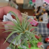 100均の観葉植物・エアープランツを買うときに気をつけるべき、たったひとつのこと。