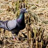 落穂拾いの鳩