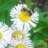 ハルジオンの花に集まる昆虫たち