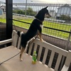 黒柴 🐶 つん