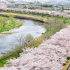 家の前の桜2019