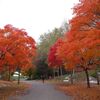 【北海道-札幌】20161022紅葉超見頃だ～地元おすすめ紅葉狩り！北海道賞楓特推~瀧野公園、札幌藝術之森