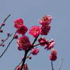 ♪葛西臨海公園の梅の花　(第二弾）♪