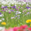 梅雨のピクニック：特等席！菖蒲園の目の前でお誕生日ピクニック