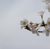 油山の桜