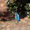 2020年の探鳥納め(大阪城野鳥探鳥 20201231 6:50-13:05)