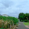 ９月の赤塚植物園、その６。