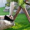 【パンダ外交とは？】中国がパンダを使って世界を動かす理由とは？