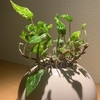 キレイ🌿