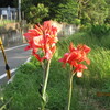 ７．２３．（日・晴れ）孫誕生。３社参り。本館。ボクシング。