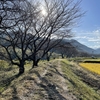 ウォーキング後のおやつと新蕎麦