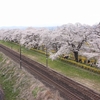 白石川堤「一目千本桜」柴田町編|桜とお城巡りの東北旅⑧