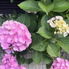 現場の片隅小さな花が労う黄色いヘルメット