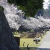 金沢城いもり堀からの桜