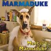 大型犬Marmadukeを主人公にした映画に基づく英語読本　ICRシリーズLevel 1から『Marmaduke: Meet Marmaduke』のご紹介